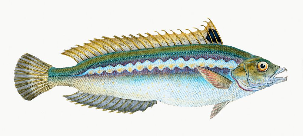 Indented-striped Wrasse from The Natural History of British Fishes (1802) by Edward Donovan. Original from the New York…