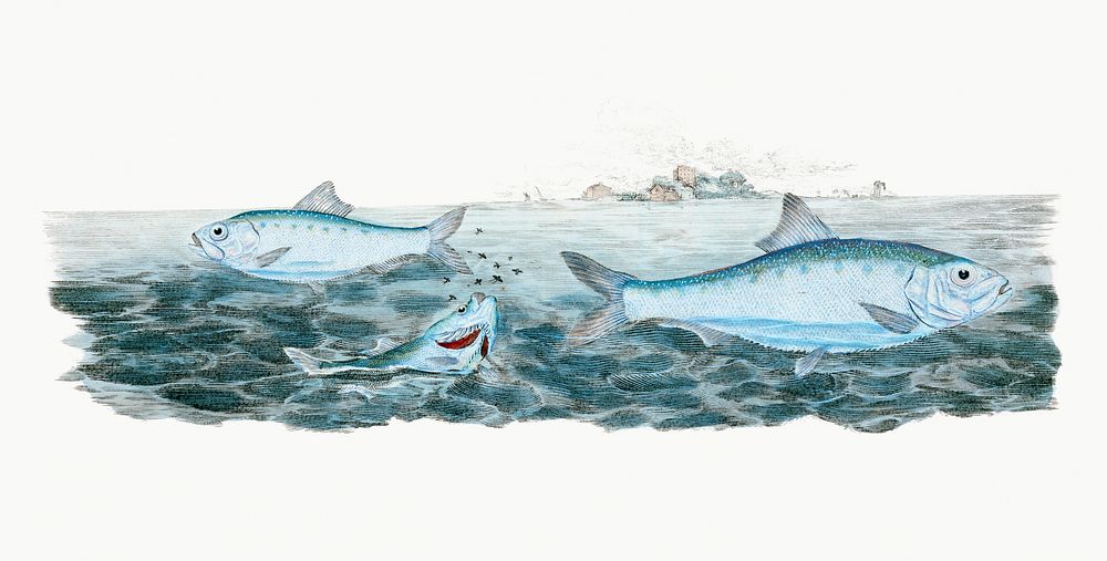 Vintage Illustration of Young-white Bait.