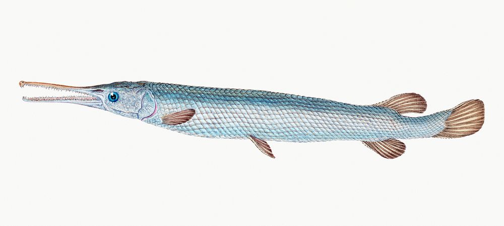 Great or Bony Gar-fish from The Natural History of British Fishes (1802) by Edward Donovan. Original from the New York…