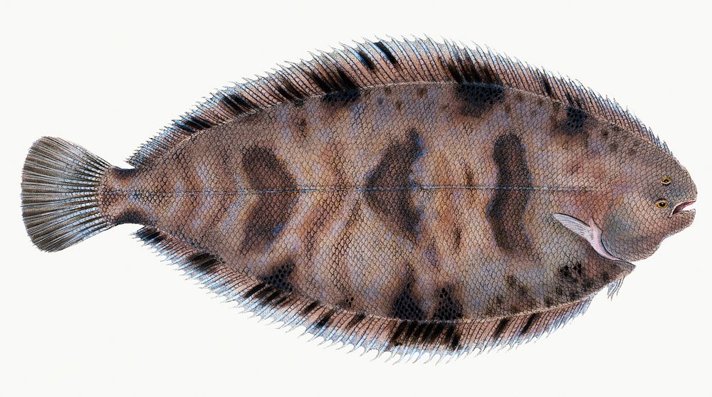 Variegated Sole from The Natural History of British Fishes (1802) by Edward Donovan. Original from the New York Public…