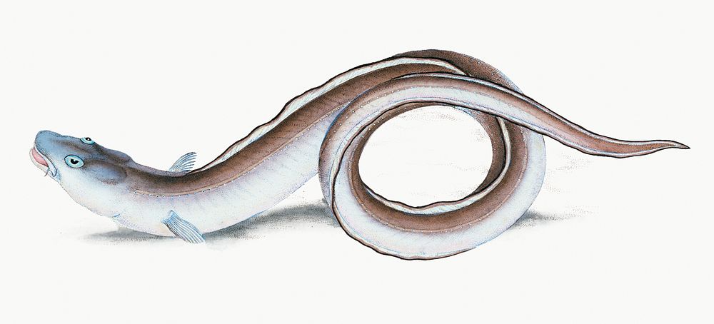 Vintage Illustration of Conger Eel.