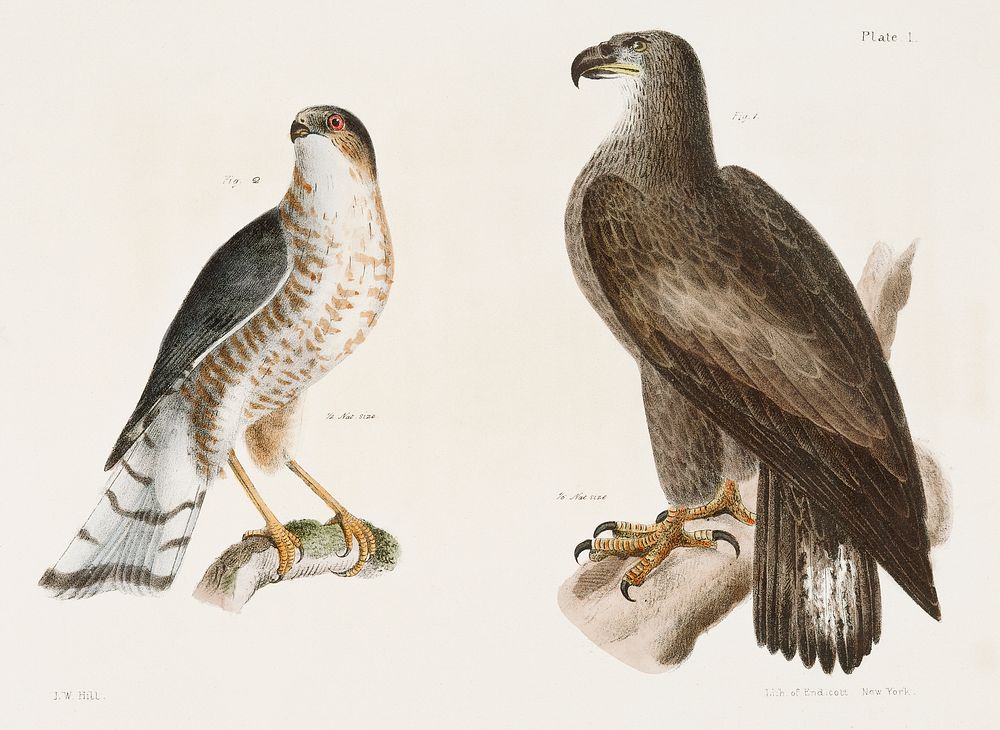 1. The Bald Eagle (Halia&euml;tos leucocephalus) 2. The Slate-colored Hawk (Astur fuscus) illustration from Zoology of New…