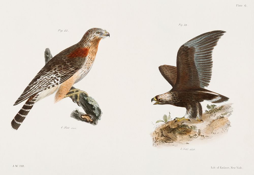 13. The Red-shoudered Buzzard (Buteo hyemalis) 14. The Golden Eagle (Aquila Chrysa&euml;tos) illustration from Zoology of…