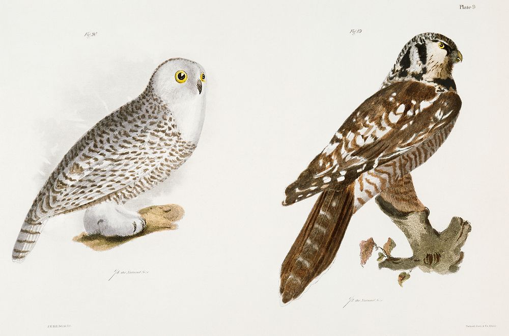 19. The Hawk Owl (Surnia funerea) 20. The Snow Owl (Surnia nyctea) illustration from Zoology of New York (1842&ndash;1844)…