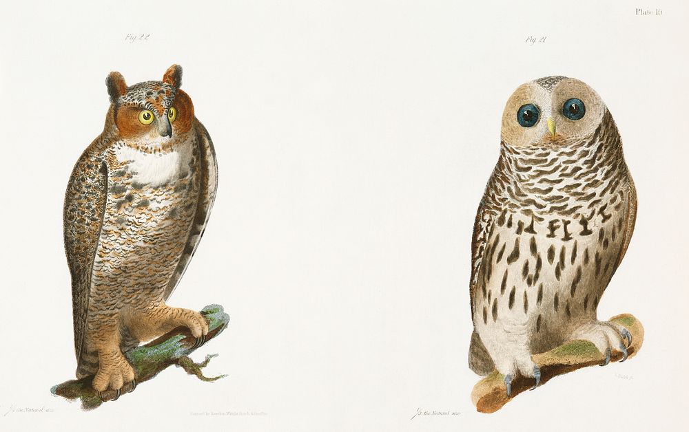 21. The Barred Owl (Ulula nebulosa) 22. The Great Horned Owl (Bubo virginianus) illustration from Zoology of New York…