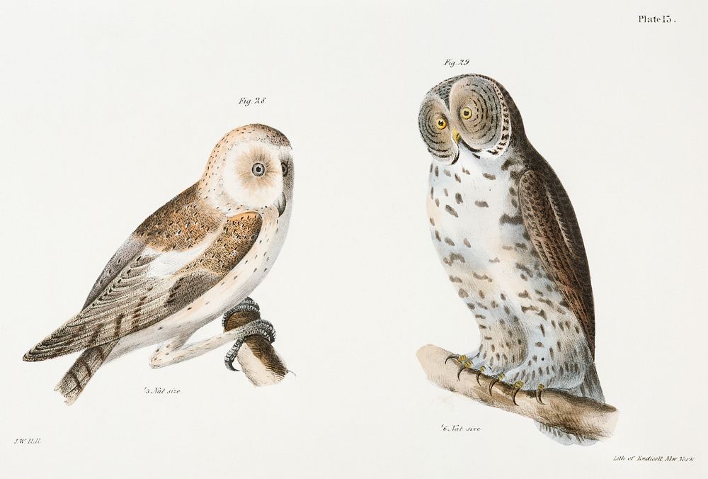 28. The American Barn Owl (Strix pratincola) 29. The Great Gray Owl (Syrnium cinereum) illustration from Zoology of New York…