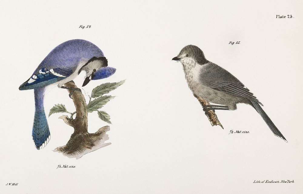 54. The Blue Jay (Garrulus cristatus) 55. The Canada Jay (Garrulus canadensis) illustration from Zoology of New York…