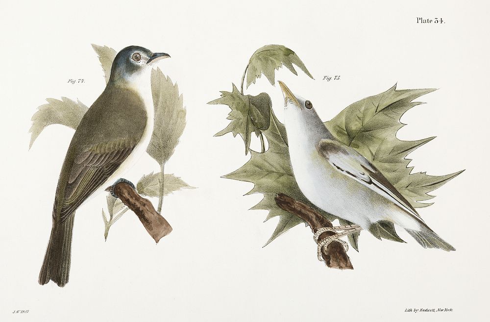 74. The Warblink Greenlet (Vireo gilvus) 75. The Red-eyed Greenlet (Vireo olivaceus) illustration from Zoology of New York…