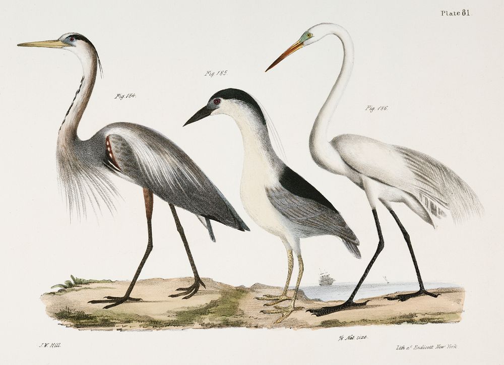 184. Great Blue Heron (Ardea herodias) 185. Black-crowned Night Heron (Ardea discors) 186. Great White Heron (Ardea leuce)…