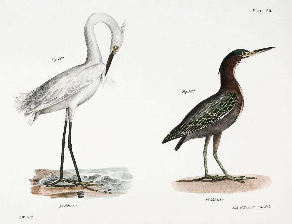 187. White-crested Heron (Ardea candidissima) 188. Green Heron or Poke (Ardea virescens) illustration from Zoology of New…