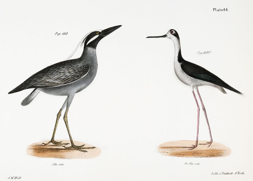 199. Yellow-crowned Night Heron (Ardea violacea) 200. Lawyer (Himantopus nigricollis) illustration from Zoology of New York…