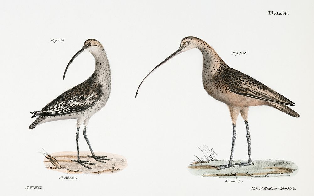 215. Jack Curlew (Numenius hudsonius) 216. Long-billed Curlew (Numenius longirostris) illustration from Zoology of New York…