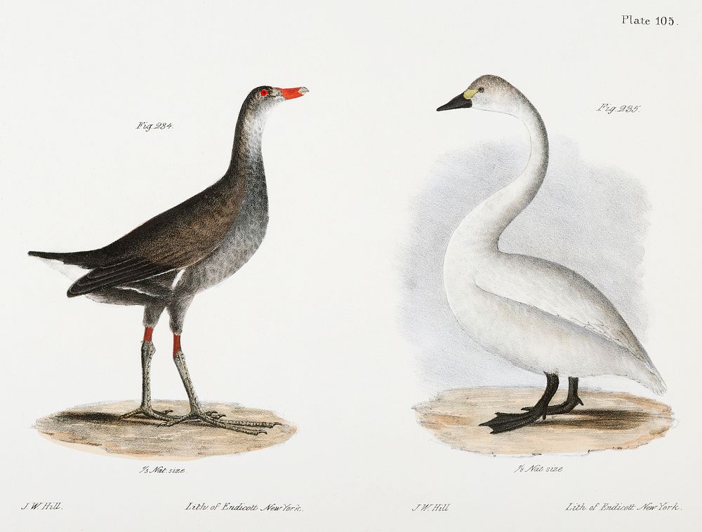 234. Florida Gallinule (Gallinula galeata) 235. American Swan (Cygnus americanus) illustration from Zoology of New York…