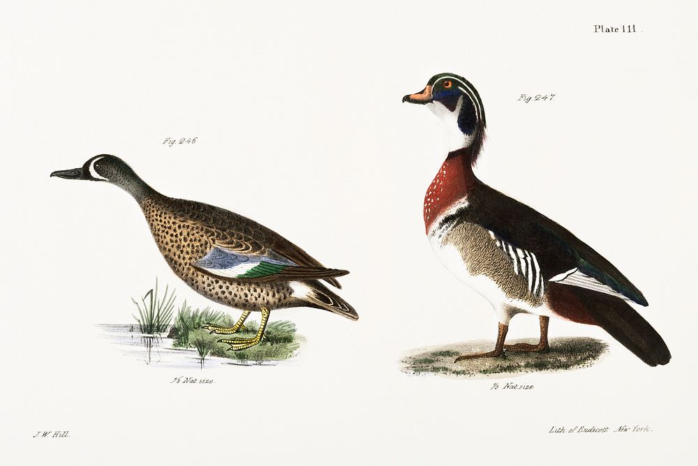 246. Blue-winged Teal (Anas discors) 247. Wood Duck (Anas sponsa) illustration from Zoology of New York (1842&ndash;1844) by…