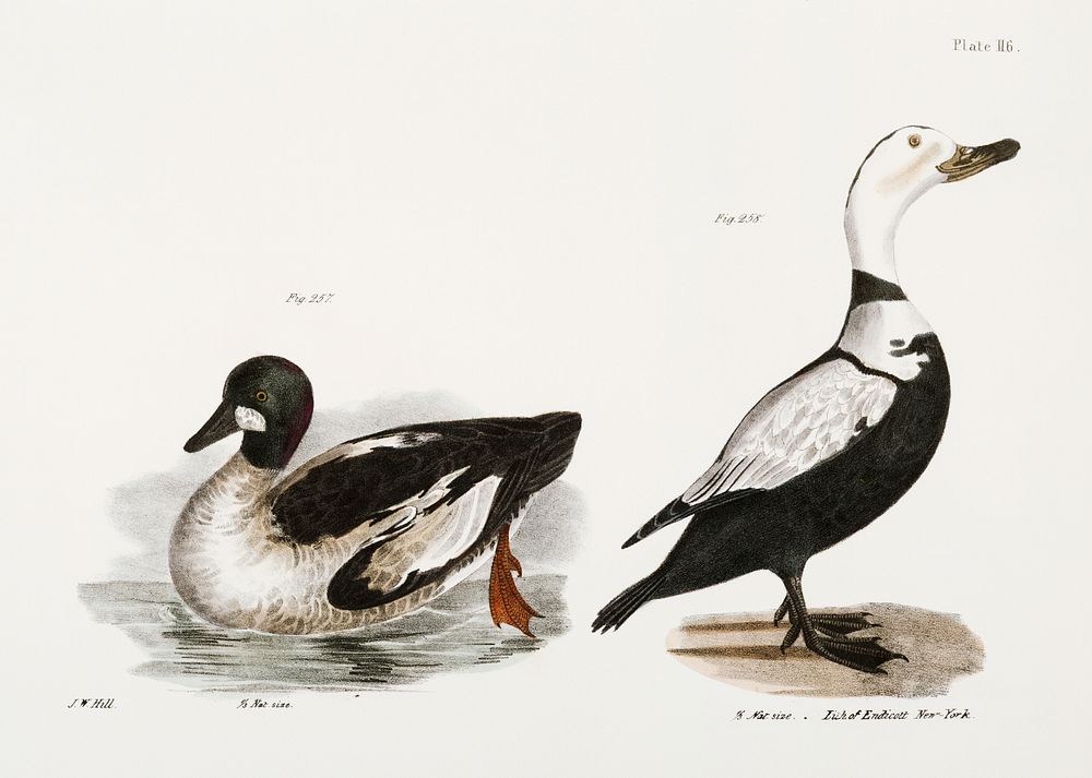 257. Whistler (Fuligula clangula) 258. Pied Duck (Fuligula labradora) illustration from Zoology of New York…