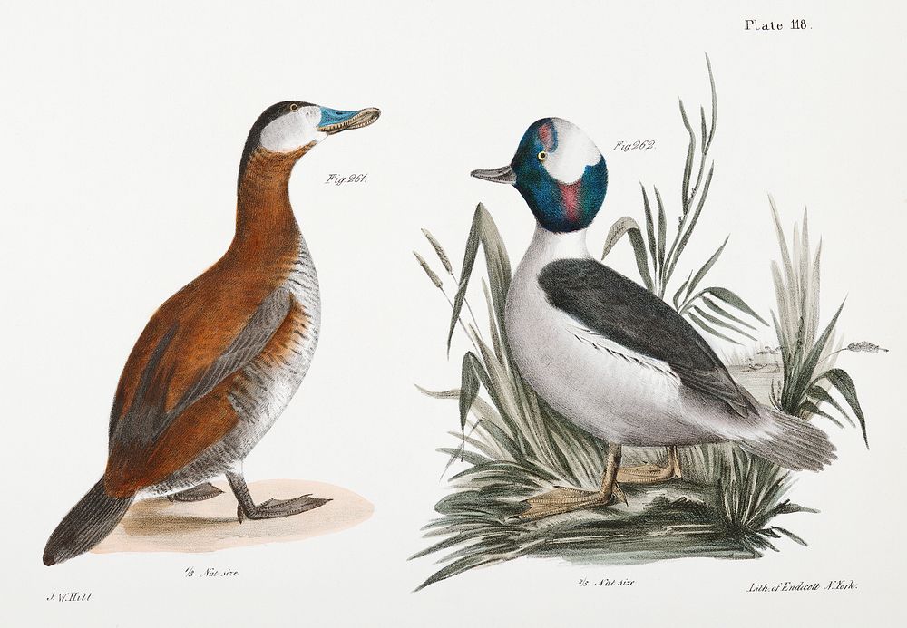 261. Ruddy Duck (Fuligula rubida) 262. Buffle-headed Duck (Fuligula albeola) illustration from Zoology of New York…