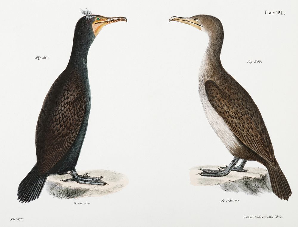 267. Double-crested Cormorant (Phalacracorax dilophus) 268. Ditto, immature illustration from Zoology of New York…
