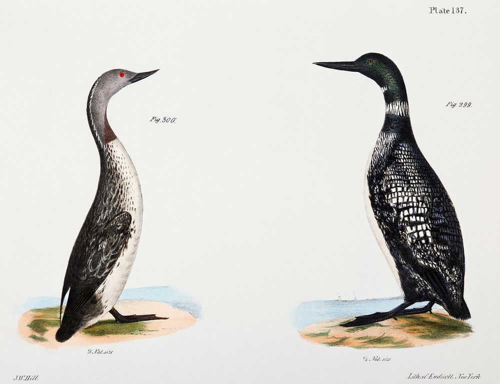 299. Great Loon (Colymbus glacialis) 300. Red-throated Loon (Colymbus septentrionalis) illustration from Zoology of New York…