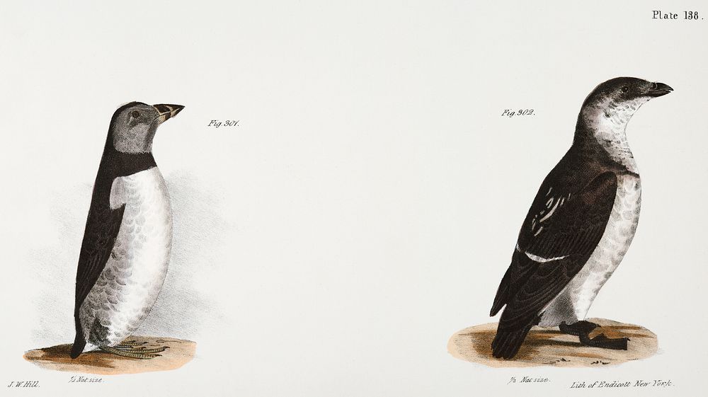 301. Arctic Puffin (Mormon arcticus) 302. Sea Dove (Mergulus alle) illustration from Zoology of New York (1842&ndash;1844)…