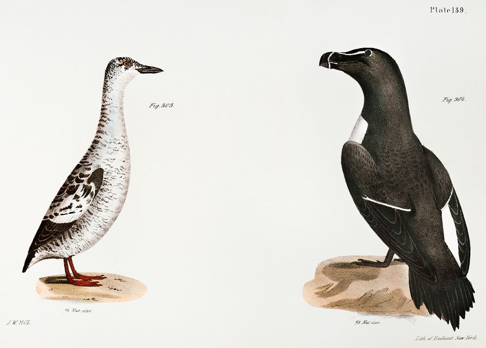 303. Black Guillemot (Uria grylle) 304. Razorbill (Alca torda) illustration from Zoology of New York (1842&ndash;1844) by…