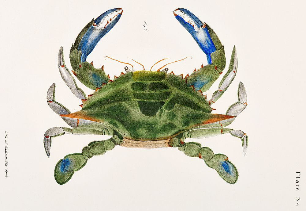 3. Blue crab (Lupa decanta) illustration from Zoology of New York (1842&ndash;1844) by James Ellsworth De Kay. Original from…