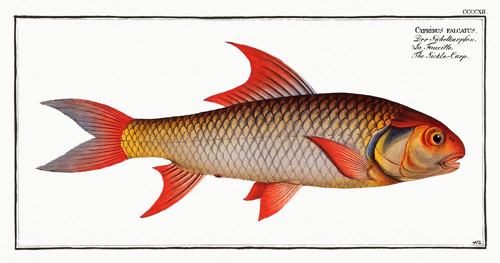 Sickle-Carp (Cyprinus falcatus) from Ichtylogie, ou Histoire naturelle: génerale et particuliére des poissons (1785–1797) by…