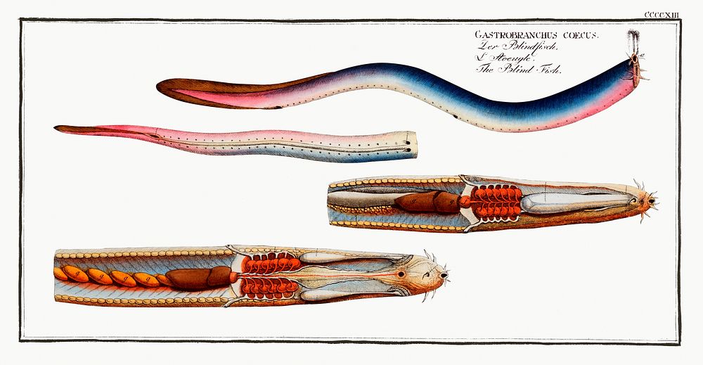 Blind-Fish (Gastrobranchus coecus) from Ichtylogie, ou Histoire naturelle: g&eacute;nerale et particuli&eacute;re des…