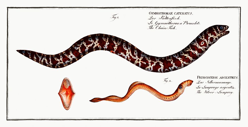 1. Chain-Fish (Gymnothorax catenatus) 2. Silver-Lamprey (Petromyzon agrenteus) from Ichtylogie, ou Histoire naturelle:…