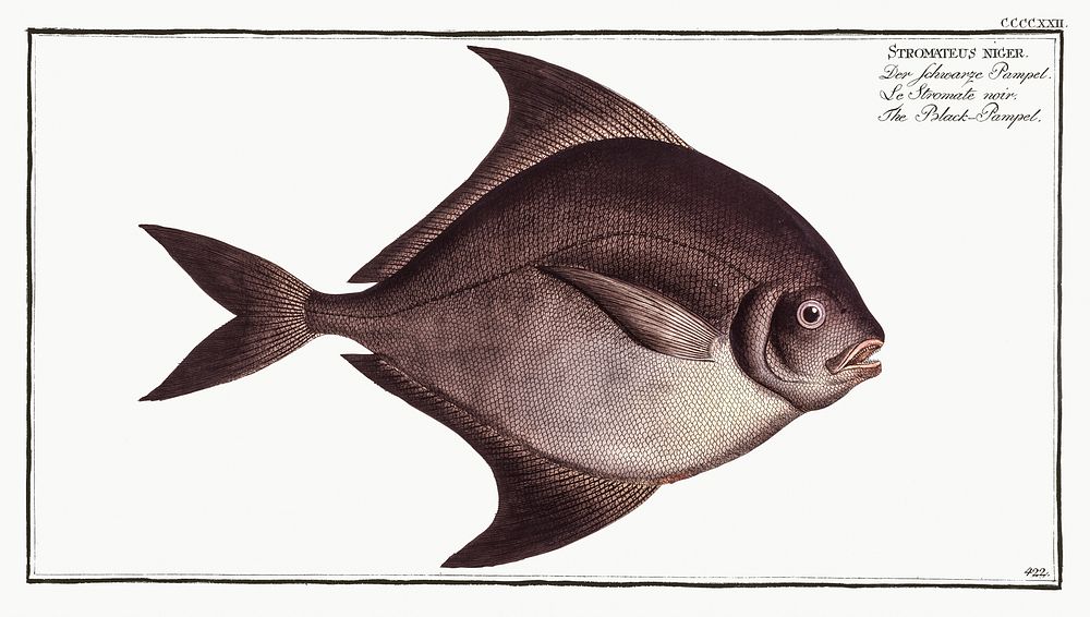 Black-Pampel (Stromateus niger) from Ichtylogie, ou Histoire naturelle: g&eacute;nerale et particuli&eacute;re des poissons…