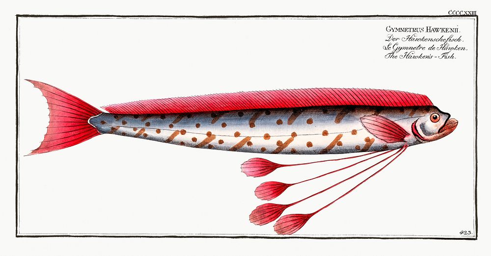 Hawken's-Fish (Gymnetrus Hawkenii) from Ichtylogie, ou Histoire naturelle: g&eacute;nerale et particuli&eacute;re des…