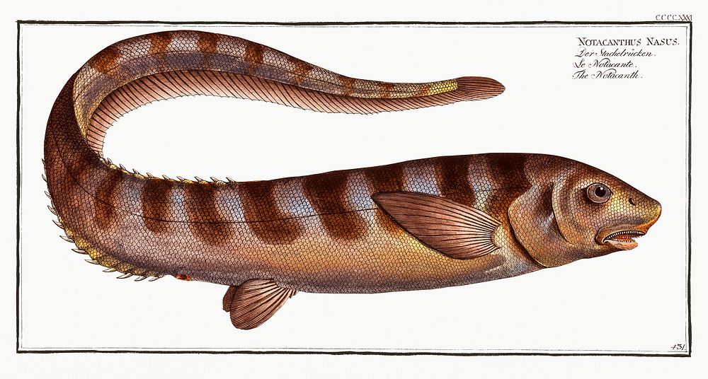 Notacanth (Notacanthus Nasus) from Ichtylogie, ou Histoire naturelle: g&eacute;nerale et particuli&eacute;re des poissons…