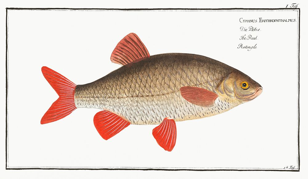 Rud (Cyprinus Erythrophthalmus) from Ichtylogie, ou Histoire naturelle: g&eacute;nerale et particuli&eacute;re des poissons…