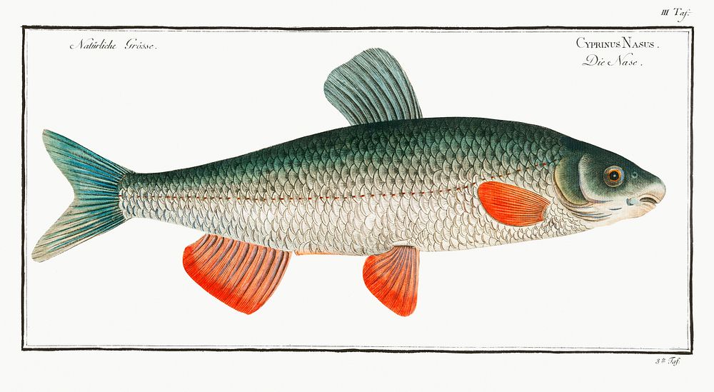 Nase-Carp (Cyprinus Nasus) from Ichtylogie, ou Histoire naturelle: génerale et particuliére des poissons (1785–1797) by…