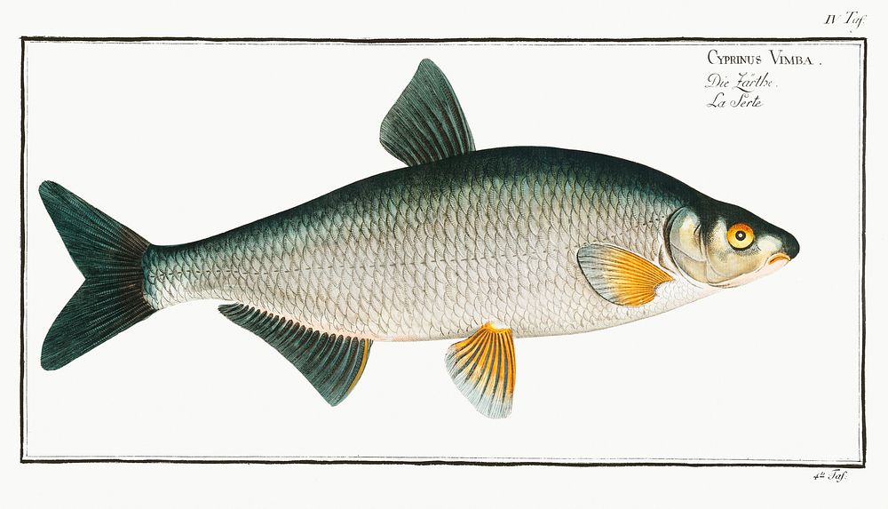 Vimba (Cyprinus Vimba) from Ichtylogie, ou Histoire naturelle: g&eacute;nerale et particuli&eacute;re des poissons…