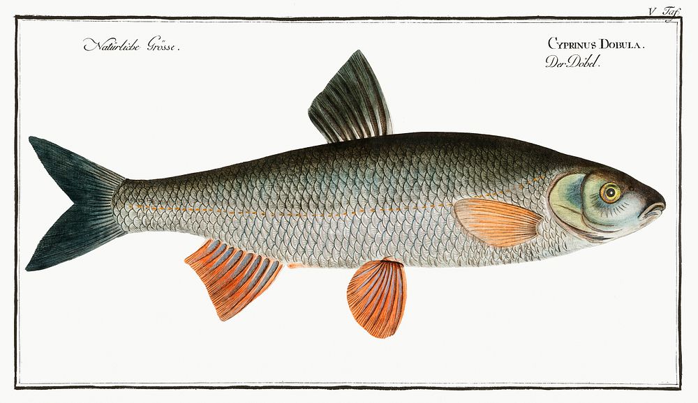 Dobula (Cyprinus Dobula) from Ichtylogie, ou Histoire naturelle: g&eacute;nerale et particuli&eacute;re des poissons…