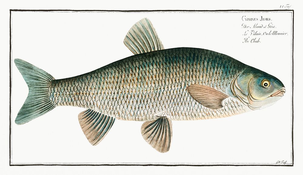 Chub (Cyprinus Jeses) from Ichtylogie, ou Histoire naturelle: g&eacute;nerale et particuli&eacute;re des poissons…