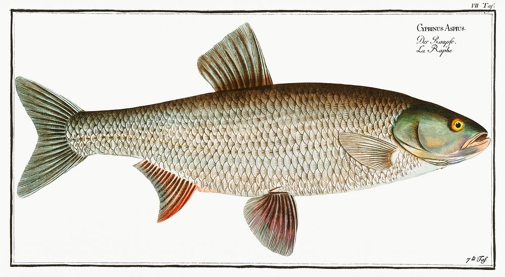 Aspius (Cyprinus Aspius) from Ichtylogie, ou Histoire naturelle: g&eacute;nerale et particuli&eacute;re des poissons…