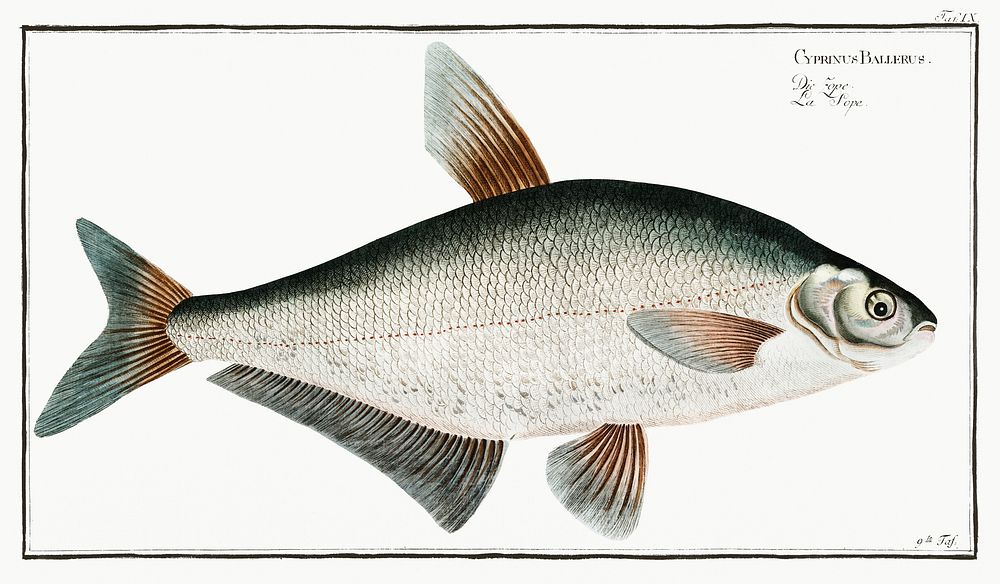 Baller-Carp (Cyprinus Ballerus) from Ichtylogie, ou Histoire naturelle: g&eacute;nerale et particuli&eacute;re des poissons…