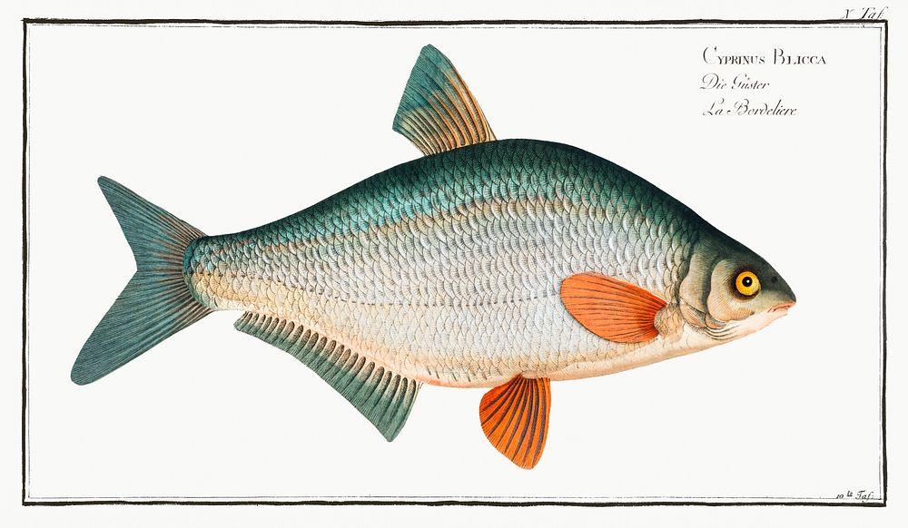 Blicca (Cyprinus Blicca) from Ichtylogie, ou Histoire naturelle: g&eacute;nerale et particuli&eacute;re des poissons…