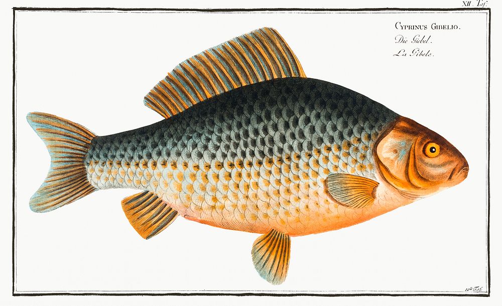 Gibel (Cyprinus Gibelio) from Ichtylogie, ou Histoire naturelle: g&eacute;nerale et particuli&eacute;re des poissons…