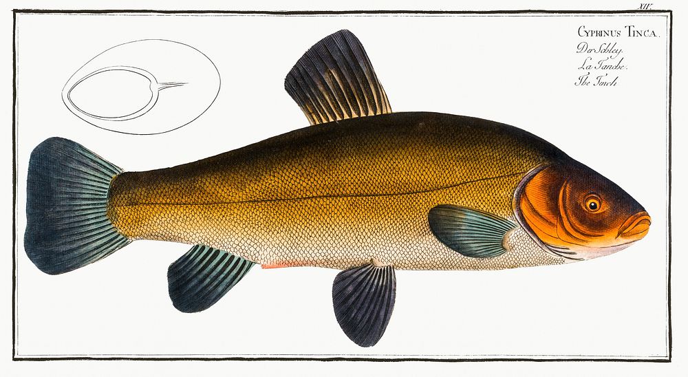 Tench (Cypirnus Tinca) from Ichtylogie, ou Histoire naturelle: g&eacute;nerale et particuli&eacute;re des poissons…