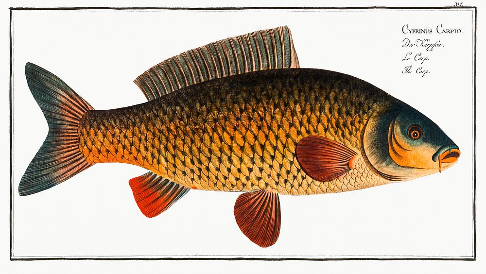 Carp (Cyprinus Carpio) from Ichtylogie, ou Histoire naturelle: g&eacute;nerale et particuli&eacute;re des poissons…