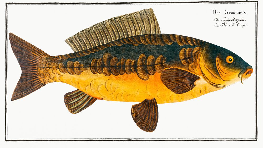 Royal-Carp (Rex Cyprinorum) from Ichtylogie, ou Histoire naturelle: g&eacute;nerale et particuli&eacute;re des poissons…