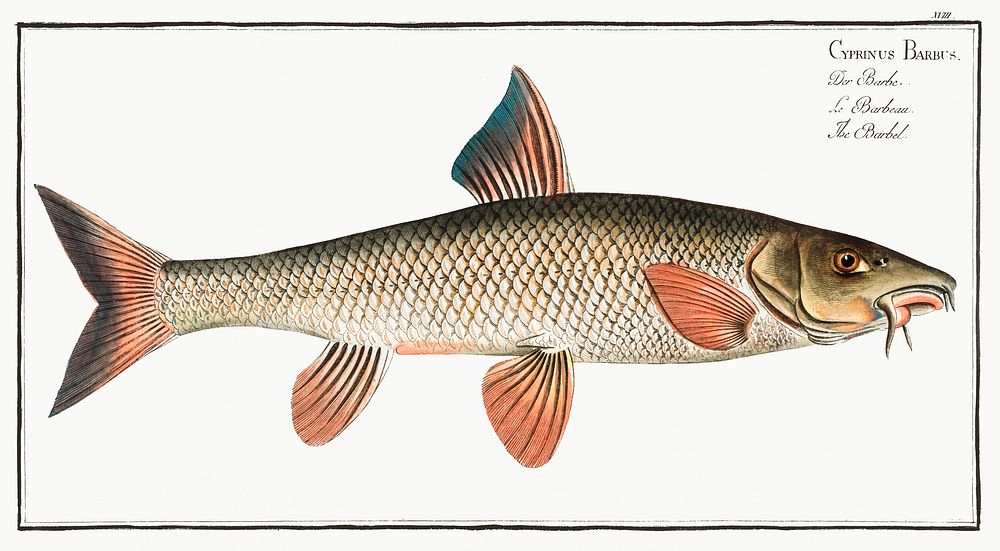 Barbel (Cyprinus Barbus) from Ichtylogie, ou Histoire naturelle: g&eacute;nerale et particuli&eacute;re des poissons…