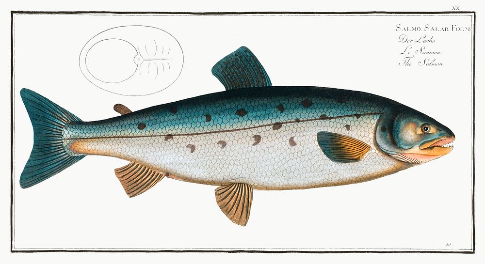 Salmon (Salmo Salar) from Ichtylogie, ou Histoire naturelle: g&eacute;nerale et particuli&eacute;re des poissons…