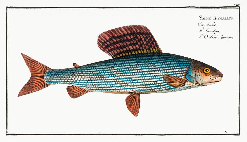 Grayling (Salmo Thymallus) from Ichtylogie, ou Histoire naturelle: g&eacute;nerale et particuli&eacute;re des poissons…
