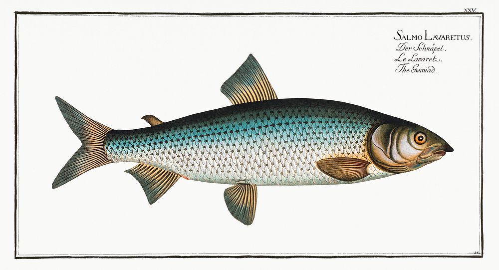 Gwiniad (Salmo Lavaretus) from Ichtylogie, ou Histoire naturelle: g&eacute;nerale et particuli&eacute;re des poissons…