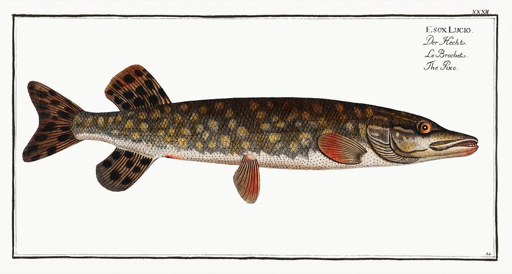 Pike (Esox Lucio) from Ichtylogie, ou Histoire naturelle: g&eacute;nerale et particuli&eacute;re des poissons…