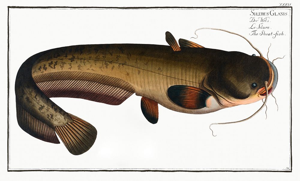 Sheat-fish (Silurus Glanis) from Ichtylogie, ou Histoire naturelle: g&eacute;nerale et particuli&eacute;re des poissons…