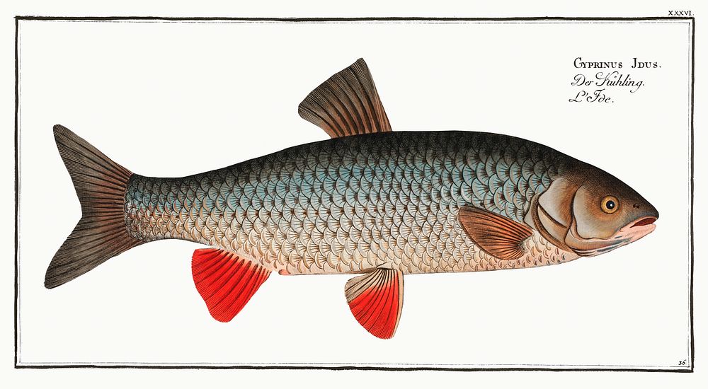 Idus-Carp (Cyprinus Idus) from Ichtylogie, ou Histoire naturelle: g&eacute;nerale et particuli&eacute;re des poissons…